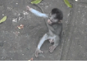 image_560504131930272916197.gif.8da6272e347ee05c98c28b72ad8389aa.gif